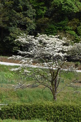 Flowering dogwood (Cornus florida)