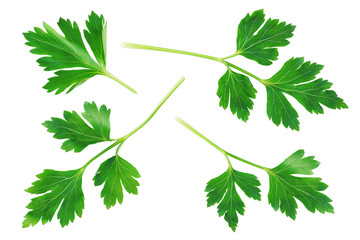 Parsley Collection. Fresh Parsley Herb Isolated on White  