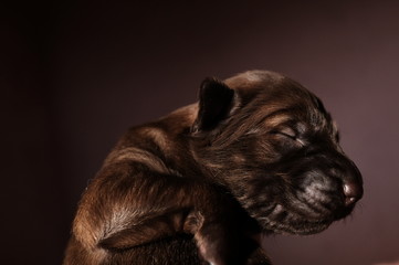 Fototapeta premium Stray - Streetdog - Rescue - Homeless