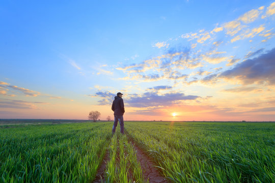 people wheat field sunset / landscape spring field agriculture of Ukraine