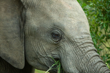 Young elephant close up