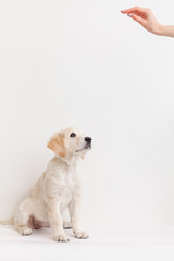 Golden Retriever puppy sitting on a white background in the studio