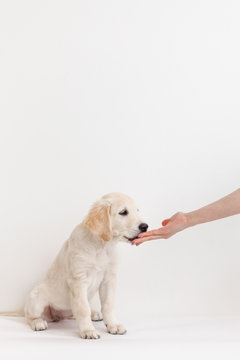 Golden Retriever Puppy Eating From Hands On White Background