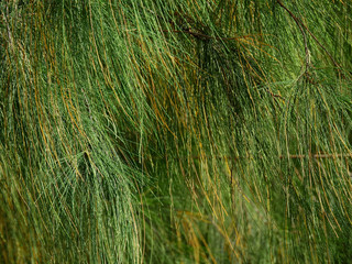 leaf of pine tree closeup