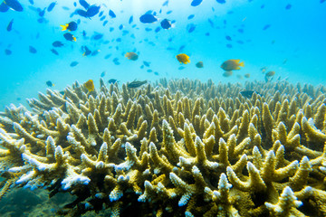 underwater scene with coral reef and fish,Sea in Phuket, Thailand.