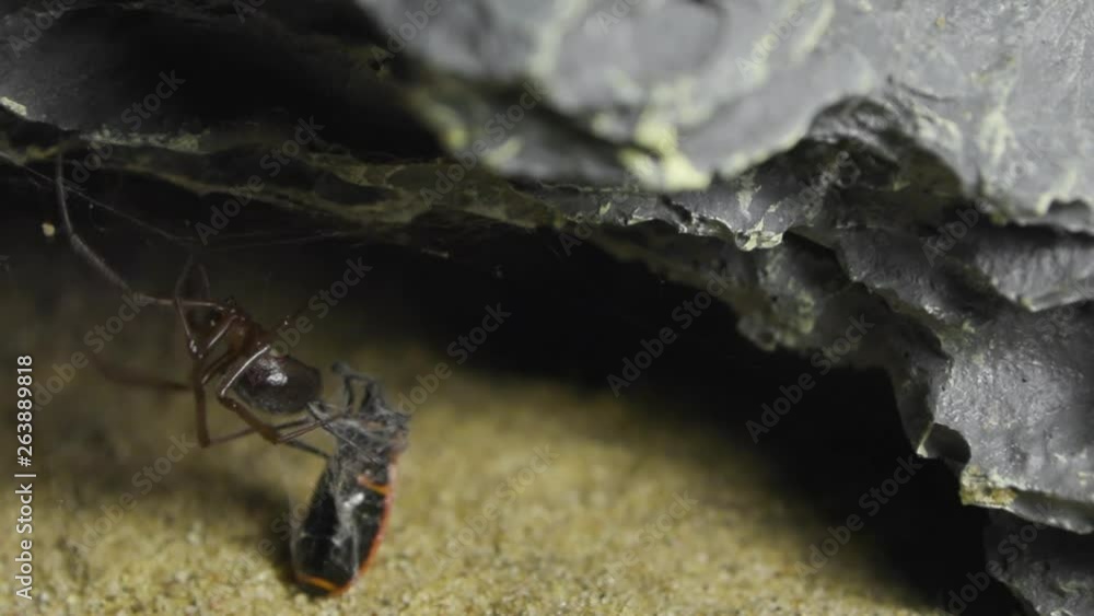 Aufkleber spider dealing with red bug in a formicarium.