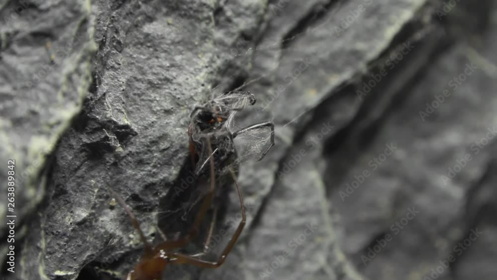 Poster spider dealing with red bug in a formicarium.