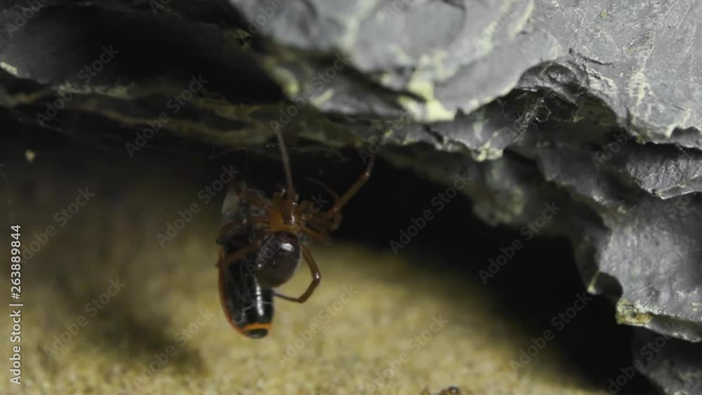 Poster spider dealing with red bug in a formicarium.