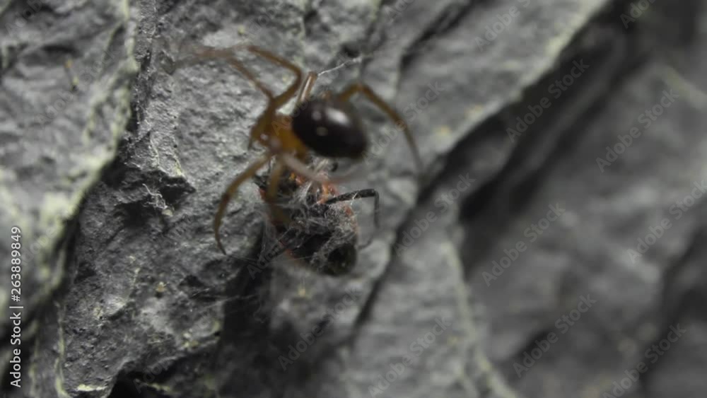 Poster spider dealing with red bug in a formicarium.