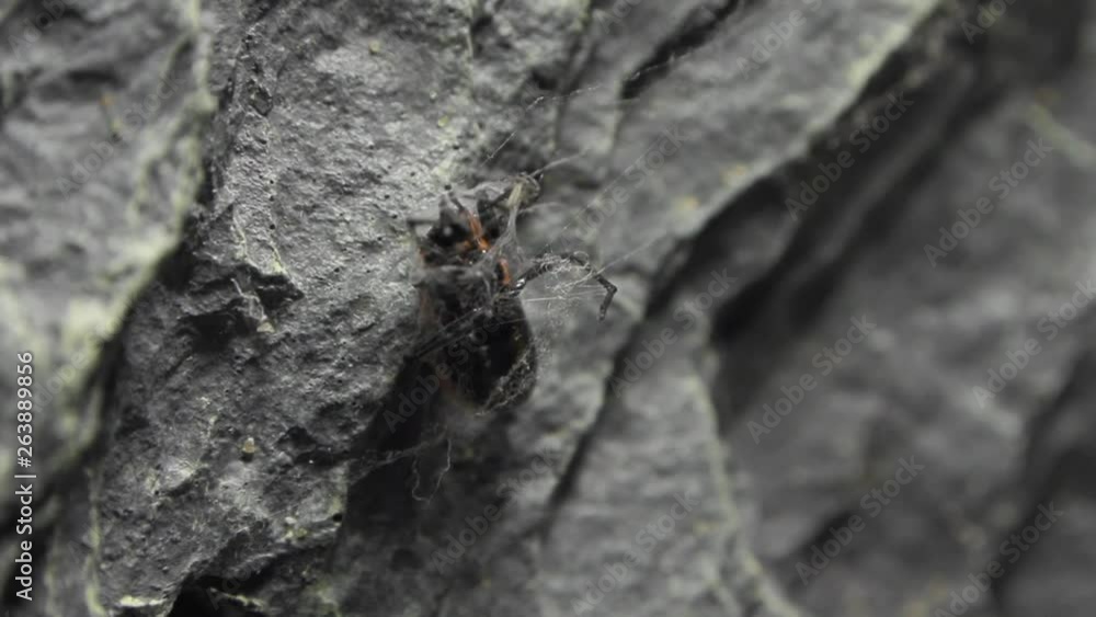 Aufkleber spider dealing with red bug in a formicarium.