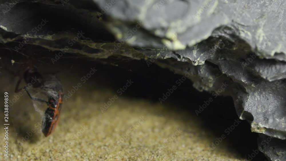 Poster spider dealing with red bug in a formicarium.