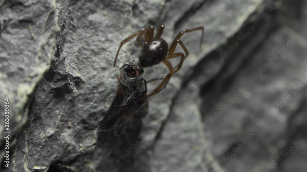 Poster spider dealing with red bug in a formicarium.