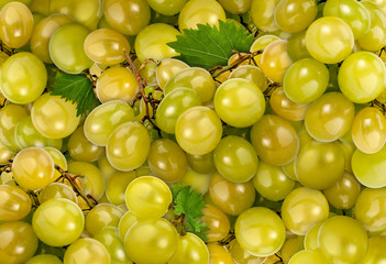 White Muscat background