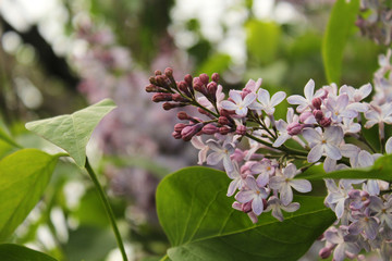 blooming lilac tree in spring