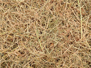 pile of dry grass