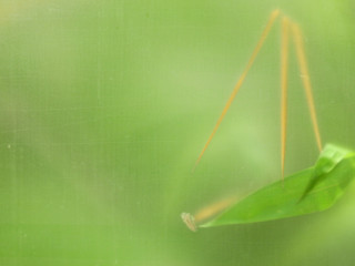 green glass with shadow leaf