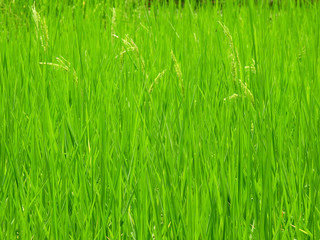 rice plant in paddy field