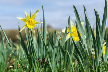 Field of Narcissus pseudonarcissus