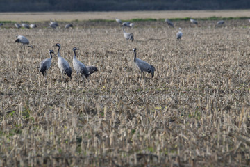 Des grues cendrées dans un champ de maïs en Extremadure en Espagne