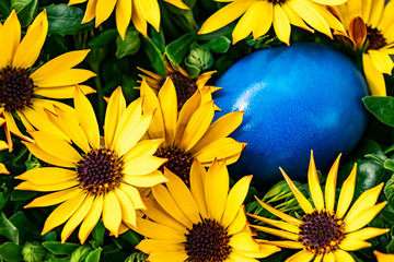 Blue Easter egg on a background of yellow flowers. Beautiful Easter card with bright colors. Floral...