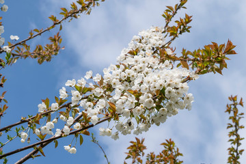 Flowering branch of cherry closeup against the blue sky. Spring flowering of fruit trees.