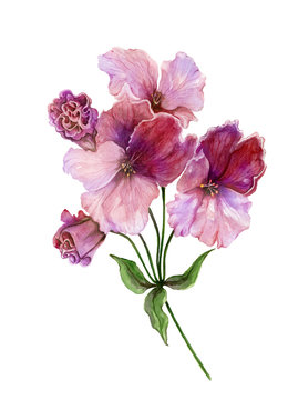 Beautiful regal pelargonium (geranium) flower on a stem with green leaves. Pink and purple flower isolated on white background. Watercolor painting.