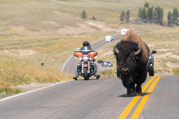 bison walking on the yellowstone asphalt roads in Yellowstone National Park in Wyoming - 263891007