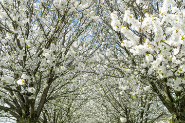 In the spring park bloom cherry. Alley with blooming cherry blossoms.