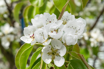Apple tree flowers macro. Blooming apple orchard. White flowers and green leaves of apple close-up.
