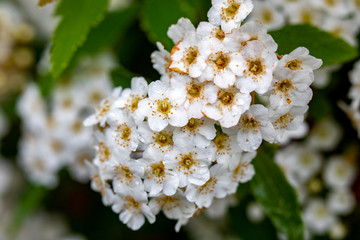 flowers and water drops