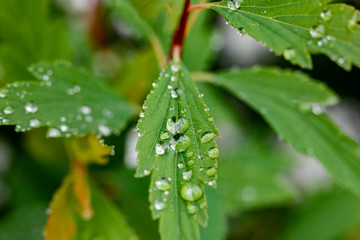 flowers and water drops