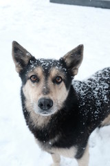 Stray - Streetdog - Rescue - Homeless