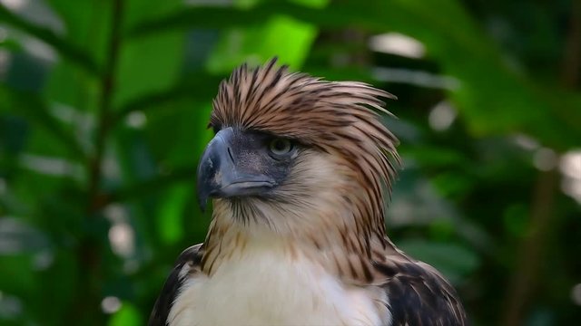 The Philippine Eagle also known as the Monkey-eating Eagle is critically endangered and can live for sixty years feeding on Monkeys, Flying Lemurs, and small mammals as an opportunist Bird of Prey.