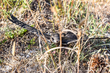 The swift chick.