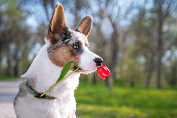 Funny pembroke welsh corgi cardigan dog holding a red tulip in his mouth in the park pending