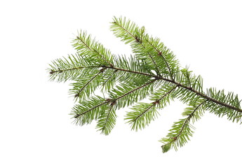 Pine branch isolated on white background with clipping path