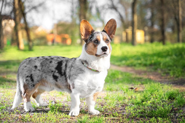 Pembroke welsh corgi cardigan dog in the park on a background of green trees on a sunny day