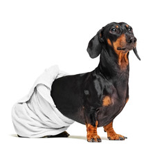dog  breed of dachshund, black and tan, after a bath with a white towel wrapped around her  body isolated on white background