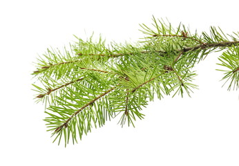 Pine branch isolated on white background with clipping path