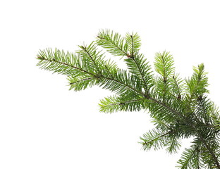 Pine branch isolated on white background with clipping path