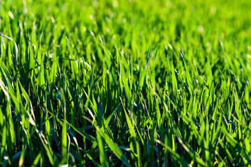 Green grass in the sun.
