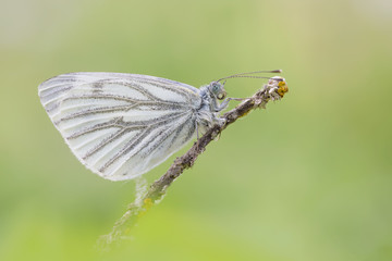Farfalla nel campo (Leptidea sinapis)