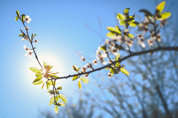Spring blossom in the sun