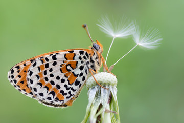 Ritratto di una farfalla sul fiore (Melitaea didyma)