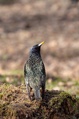 beautiful bright starling on a rotten stump carefully looks up