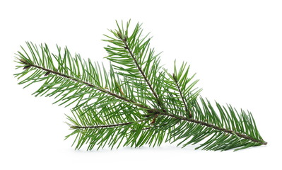 Pine branch isolated on white background