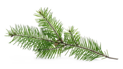 Pine branch isolated on white background