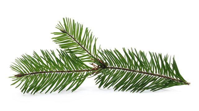 Pine branch isolated on white background