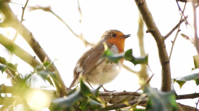 A steady shot of a red robin