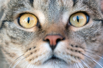Naklejka na ściany i meble Сat close-up. Yellow eyes of a cat.